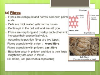 (a) Fibres:
 Fibres are elongated and narrow cells with pointed
ends.
 Cells are thick walled with narrow lumen.
 Contain pit in the cell wall and are slit type.
 Fibres are very long and overlap each other which
increase their economical value.
 According to position fibres are two types:
Fibres associate with xylem : wood fibre
Fibres associate with phloem: bast fibre
 Bast fibre occur in phloem and due to their large
length they are used in textile .
Ex- hemp, jute (Corchorus capsularis)
 