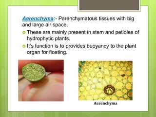 Aerenchyma:- Parenchymatous tissues with big
and large air space.
 These are mainly present in stem and petioles of
hydrophytic plants.
 It‘s function is to provides buoyancy to the plant
organ for floating.
 