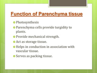 Function of Parenchyma tissue
 Photosynthesis
 Parenchyma cells provide turgidity to
plants.
 Provide mechanical strength.
 Act as storage tissue.
 Helps in conduction in association with
vascular tissue.
 Serves as packing tissue.
 
