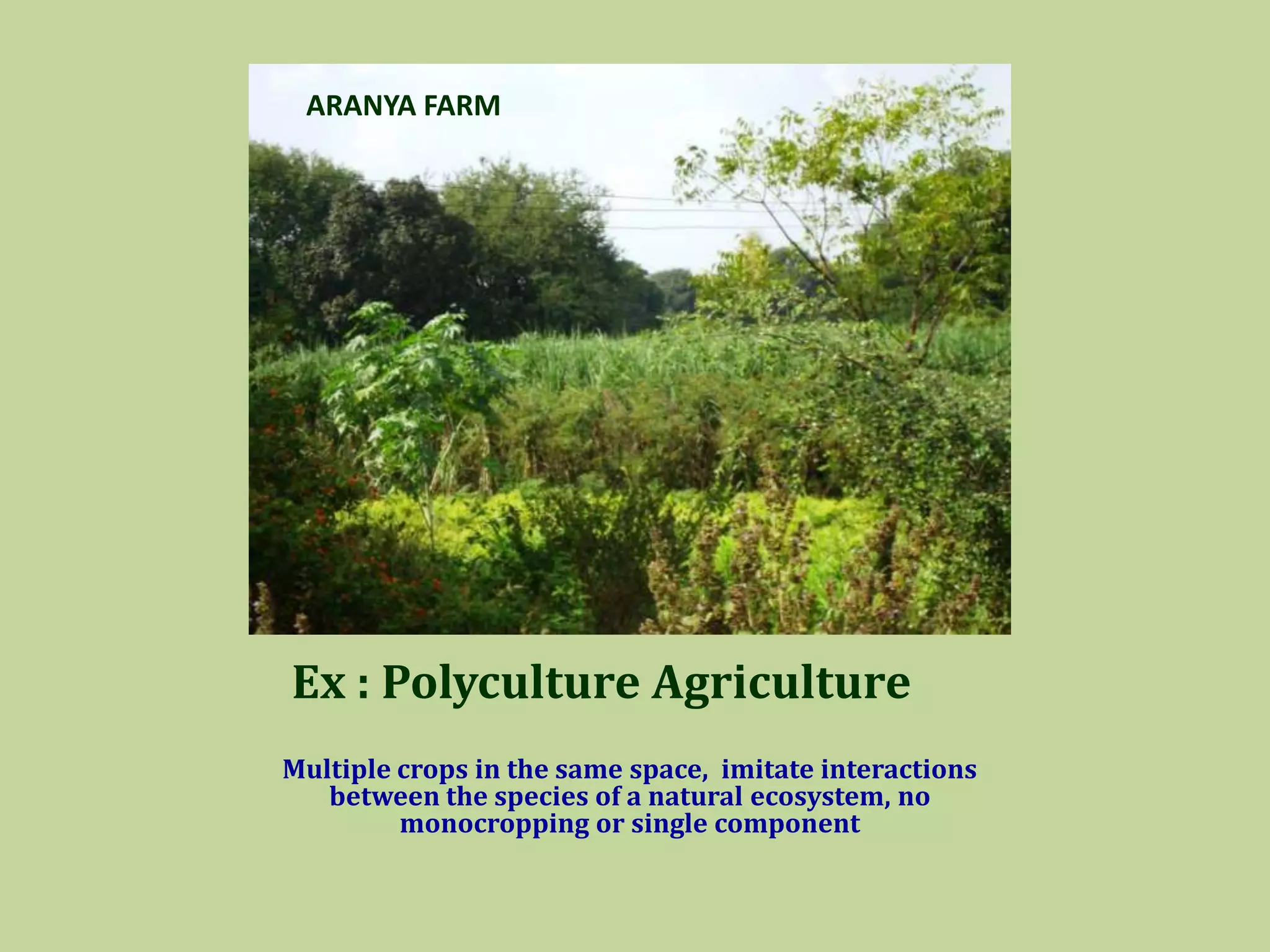 Ex : Polyculture Agriculture
Multiple crops in the same space, imitate interactions
between the species of a natural ecosystem, no
monocropping or single component
ARANYA FARM
 