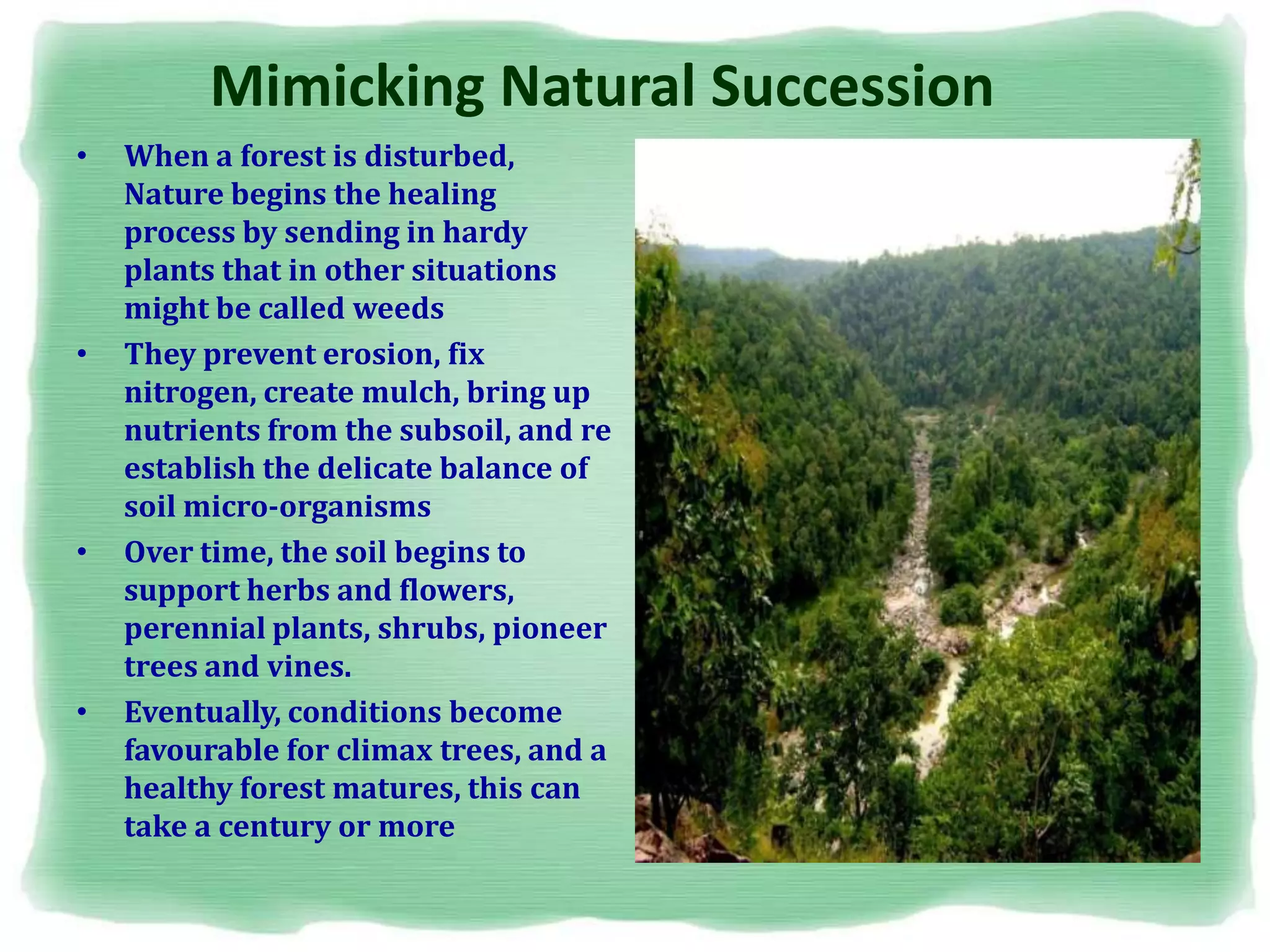 Mimicking Natural Succession
• When a forest is disturbed,
Nature begins the healing
process by sending in hardy
plants that in other situations
might be called weeds
• They prevent erosion, fix
nitrogen, create mulch, bring up
nutrients from the subsoil, and re
establish the delicate balance of
soil micro-organisms
• Over time, the soil begins to
support herbs and flowers,
perennial plants, shrubs, pioneer
trees and vines.
• Eventually, conditions become
favourable for climax trees, and a
healthy forest matures, this can
take a century or more
 