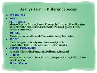 Aranya Farm – Different species
 PERRENIALS
 FOOD
FRUIT TREES
Mango,Sapota,Papaya,Gauva,Pineapple,Sitaphal,Bher,Kalajam
un,Jackfruit,Amla,Citrus,Cashewnut,Phalsa,Fig,Star Fruit,
Passion Fruit e.t.c.
OTHERS
Moringa, Indian Almond, Tamarind, Curry Leaf e.t.c.
 WOOD
Teak,Pongamia,Eucalyptus,Rosewood,Sandal
wood,SilverOak,Bamboo,Casuarina,Terminalia
 GREEN LEAF MANURE
Albezia ,Glyricidia,Pongamia,Dalbergia,Subabul
 UTILITY
Neem,Cassia,Caesalpinia,Shikakai,Soapnut,Palms,Kalimi,Karo
nda,Tipu Exotic
Other - Cactus
 