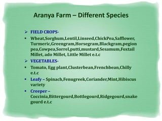 Aranya Farm – Different Species
 FIELD CROPS-
 Wheat,Sorghum,Lentil,Linseed,ChickPea,Safflower,
Turmeric,Greengram,Horsegram,Blackgram,pegion
pea,Cowpea,Sorrel,putti,mustard,Sesamum,Foxtail
Millet, ado Millet, Little Millet e.t.c
 VEGETABLES-
 Tomato, Egg plant,Clusterbean,Frenchbean,Chilly
e.t.c
 Leafy – Spinach,Fenugreek,Coriander,Mint,Hibiscus
variety
 Creeper –
Coccinia,Bittergourd,Bottlegourd,Ridgegourd,snake
gourd e.t.c
 