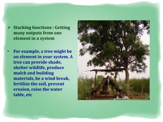  Stacking functions : Getting
many outputs from one
element in a system
• For example, a tree might be
an element in your system. A
tree can provide shade,
shelter wildlife, produce
mulch and building
materials, be a wind break,
fertilize the soil, prevent
erosion, raise the water
table, etc
 