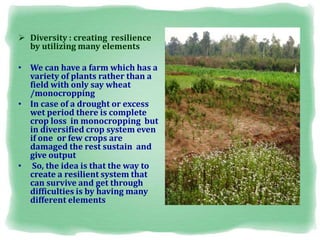  Diversity : creating resilience
by utilizing many elements
• We can have a farm which has a
variety of plants rather than a
field with only say wheat
/monocropping
• In case of a drought or excess
wet period there is complete
crop loss in monocropping but
in diversified crop system even
if one or few crops are
damaged the rest sustain and
give output
• So, the idea is that the way to
create a resilient system that
can survive and get through
difficulties is by having many
different elements
 