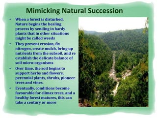 Mimicking Natural Succession
• When a forest is disturbed,
Nature begins the healing
process by sending in hardy
plants that in other situations
might be called weeds
• They prevent erosion, fix
nitrogen, create mulch, bring up
nutrients from the subsoil, and re
establish the delicate balance of
soil micro-organisms
• Over time, the soil begins to
support herbs and flowers,
perennial plants, shrubs, pioneer
trees and vines.
• Eventually, conditions become
favourable for climax trees, and a
healthy forest matures, this can
take a century or more
 