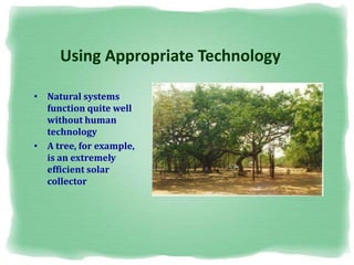 Using Appropriate Technology
• Natural systems
function quite well
without human
technology
• A tree, for example,
is an extremely
efficient solar
collector
 