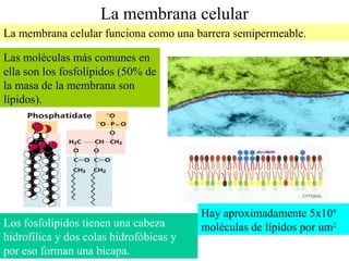 La membrana celular
La membrana celular funciona como una barrera semipermeable.
Los fosfolípidos tienen una cabeza
hidrofílica y dos colas hidrofóbicas y
por eso forman una bicapa.
Las moléculas más comunes en
ella son los fosfolípidos (50% de
la masa de la membrana son
lípidos).
Hay aproximadamente 5x109
moléculas de lípidos por um2
 