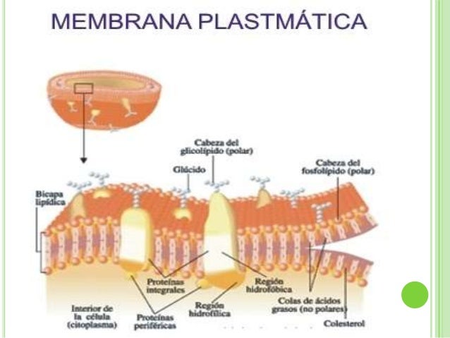 Permeabilidad de la membrana