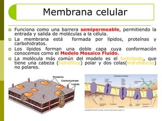 Funcionacomounabarrerasemipermeable, permitiendo la entrada y salida de moléculas a la célula. La membranaestáformadaporlípidos, proteínas y carbohidratos. Los lípidosformanunadoblecapacuyaconformaciónconocemoscomo el ModeloMosaicoFluído. La moléculamáscomún del modeloes el fosfolipido, quetieneunacabeza (hidrofílica) polar y dos colas(hidrofóbicas) no polares.  