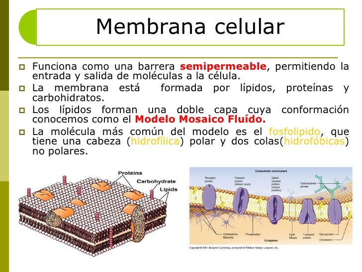 Permeablidad De Membranas Para Smart