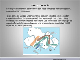 PALEOZOOLOGÍA Los depósitos marinos del Pérmico son ricos en fósiles de braquiópodos, equinodermos y moluscos. Gran parte de Europa y Norteamérica estaban situadas en el ecuador (depósitos calizos de gran espesor). Las algas englobaron esponjas y briozoos para formar arrecifes de barrera. Los fusulínidos son un grupo de grandes foraminíferos que tuvieron una gran radiación adaptativa (5000 especies en rocas pérmicas). Paleozoico-Pérmico 
