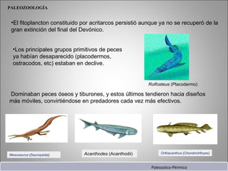El fitoplancton constituido por acritarcos persistió aunque ya no se recuperó de la gran extinción del final del Devónico.  Mesosaurus  ( Sauropsida ) Acanthodes  (Acanthodii) Orthacanthus  ( Chondrichthyes ) PALEOZOOLOGÍA Los principales grupos primitivos de peces ya habían desaparecido (placodermos, ostracodos, etc) estaban en declive. Dominaban peces óseos y tiburones, y estos últimos tendieron hacia diseños más móviles, convirtiéndose en predadores cada vez más efectivos. Rolfosteus  (Placodermo)  Paleozoico-Pérmico 