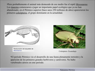 Pero probablemente el animal más destacado de ese medio fue el reptil  Mesosaurus .  Los  insectos  comenzaron a jugar un importante papel ecológico que ya no han abandonado; en el Pérmico superior (hace unos 250 millones de años) aparecieron los primeros  coleópteros , el grupo dominante en la actualidad. Restauración del esqueleto de  Mesosaurus . El período Pérmico vio el desarrollo de una fauna plenamente terrestre y la aparición de los primeros grandes herbívoros y carnívoros. No hubo vertebrados aéreos en este período. Coleóptero- Escarabajo Paleozoico-Pérmico 