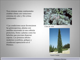 Las extensas zonas continentales creaban climas con variaciones extremas de calor y frío (clima continental) . Las condiciones secas favorecieron las gimnospermas, plantas con semillas encerradas en una cubierta protectora, frente a plantas como los helechos que precisan dispersar esporas. Los primeros árboles modernos (coníferas, ginkgos y cicadáceas) aparecieron en el Pérmico. Cedro de Atlas Ciprés Común Paleozoico-Pérmico 