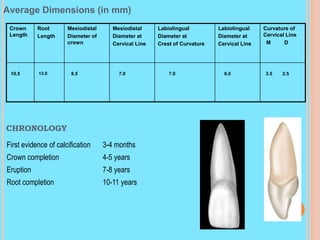 Perm Max Perm max central incisor(18.12.15) | PPTX
