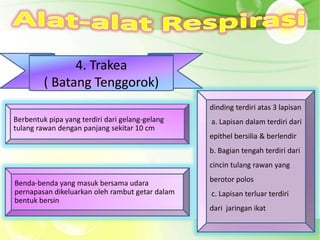 4. Trakea
         ( Batang Tenggorok)
                                                 dinding terdiri atas 3 lapisan
Berbentuk pipa yang terdiri dari gelang-gelang   a. Lapisan dalam terdiri dari
tulang rawan dengan panjang sekitar 10 cm
                                                 epithel bersilia & berlendir
                                                 b. Bagian tengah terdiri dari
                                                 cincin tulang rawan yang

Benda-benda yang masuk bersama udara             berotor polos
pernapasan dikeluarkan oleh rambut getar dalam   c. Lapisan terluar terdiri
bentuk bersin
                                                 dari jaringan ikat
 