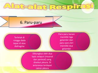 6. Paru-paru

                                          Paru-paru kanan
 Terletak di                                memiliki tiga
rongga dada                                gelambir dan
tepat di atas                              paru-paru kiri
 diafragma                                  memiliki dua
                                             gelambir

                 Dibungkus oleh dua
                lapis selaput (visceral
                  dan parietal) yang
                  disebut pleura. Di
                 antaranya terdapat
                     cairan pleura
 