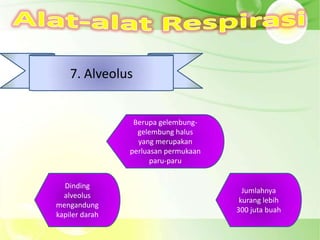 7. Alveolus


                 Berupa gelembung-
                  gelembung halus
                  yang merupakan
                perluasan permukaan
                      paru-paru


  Dinding
                                        Jumlahnya
  alveolus
                                       kurang lebih
mengandung
                                      300 juta buah
kapiler darah
 