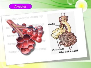 Alveolus
 