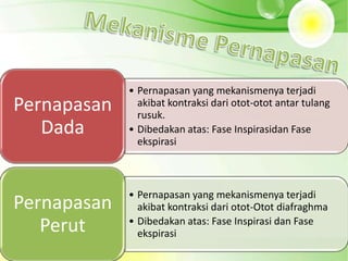 • Pernapasan yang mekanismenya terjadi
Pernapasan     akibat kontraksi dari otot-otot antar tulang
               rusuk.
   Dada      • Dibedakan atas: Fase Inspirasidan Fase
               ekspirasi



             • Pernapasan yang mekanismenya terjadi
Pernapasan     akibat kontraksi dari otot-Otot diafraghma
   Perut     • Dibedakan atas: Fase Inspirasi dan Fase
               ekspirasi
 