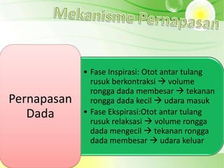 • Fase Inspirasi: Otot antar tulang
               rusuk berkontraksi  volume
               rongga dada membesar  tekanan
Pernapasan     rongga dada kecil  udara masuk
   Dada      • Fase Ekspirasi:Otot antar tulang
               rusuk relaksasi  volume rongga
               dada mengecil  tekanan rongga
               dada membesar  udara keluar
 