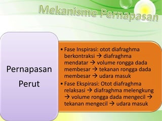 • Fase Inspirasi: otot diafraghma
               berkontraksi  diafraghma
               mendatar  volume rongga dada
Pernapasan     membesar  tekanan rongga dada
               membesar  udara masuk
  Perut      • Fase Ekspirasi: Otot diafraghma
               relaksasi  diafraghma melengkung
                volume rongga dada mengecil 
               tekanan mengecil  udara masuk
 