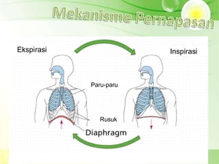 Mekanisme Pernapasan

Ekspirasi                  Inspirasi



               Paru-paru




                  Rusuk
 
