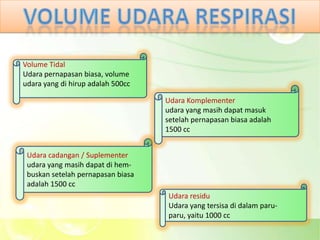 Volume Tidal
Udara pernapasan biasa, volume
udara yang di hirup adalah 500cc

                                   Udara Komplementer
                                   udara yang masih dapat masuk
                                   setelah pernapasan biasa adalah
                                   1500 cc


 Udara cadangan / Suplementer
 udara yang masih dapat di hem-
 buskan setelah pernapasan biasa
 adalah 1500 cc
                                   Udara residu
                                   Udara yang tersisa di dalam paru-
                                   paru, yaitu 1000 cc
 