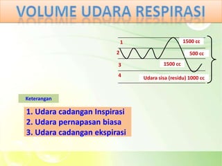 1                     1500 cc

                        2                           500 cc

                        3               1500 cc

                        4       Udara sisa (residu) 1000 cc


Keterangan

1. Udara cadangan Inspirasi
2. Udara pernapasan biasa
3. Udara cadangan ekspirasi
 