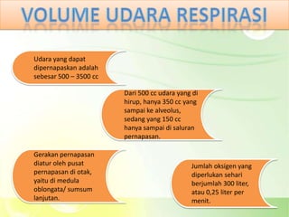 Udara yang dapat
dipernapaskan adalah
sebesar 500 – 3500 cc

                        Dari 500 cc udara yang di
                        hirup, hanya 350 cc yang
                        sampai ke alveolus,
                        sedang yang 150 cc
                        hanya sampai di saluran
                        pernapasan.

Gerakan pernapasan
diatur oleh pusat                             Jumlah oksigen yang
pernapasan di otak,                           diperlukan sehari
yaitu di medula                               berjumlah 300 liter,
oblongata/ sumsum                             atau 0,25 liter per
lanjutan.                                     menit.
 