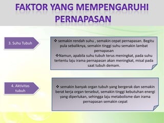  semakin rendah suhu , semakin cepat pernapasan. Begitu
3. Suhu Tubuh
                    pula sebaliknya, semakin tinggi suhu semakin lambat
                                         pernapasan
                 Namun, apabila suhu tubuh terus meningkat, pada suhu
                tertentu laju irama pernapasan akan meningkat, misal pada
                                     saat tubuh demam.



 4. Aktivitas    semakin banyak organ tubuh yang bergerak dan semakin
    tubuh       berat kerja organ tersebut, semakin tinggi kebutuhan energi
                  yang diperlukan, sehingga laju metabolisme dan irama
                                 pernapasan semakin cepat
 