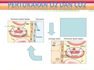 Pembuluh darah kapiler   Paru-paru




                                     Jaringan tubuh   Pembuluh darah kapiler
 