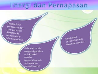 Dalam sel tubuh
oksigen digunakan
untuk reaksi
oksidasi
(pemecahan sari-
sari makanan
menjadi energi).
 