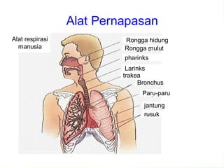 Alat Pernapasan
Alat respirasi            Rongga hidung
  manusia                 Rongga mulut
                          pharinks
                           Larinks
                          trakea
                                Bronchus
                                Paru-paru
                                 jantung
                                 rusuk
 