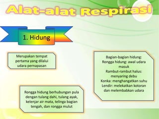 1. Hidung

Merupakan tempat                             Bagian-bagian hidung:
pertama yang dilalui                       Rongga hidung: awal udara
 udara pernapasan                                    masuk
                                             Rambut-rambut halus:
                                                menyaring debu
                                          Konka: menghangatkan suhu
                                           Lendir: melekatkan kotoran
     Rongga hidung berhubungan pula         dan melembabkan udara
      dengan tulang dahi, tulang ayak,
      kelenjar air mata, telinga bagian
         tengah, dan rongga mulut
 