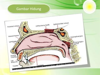Gambar Hidung
 