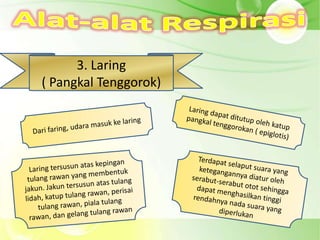 3. Laring
( Pangkal Tenggorok)
 
