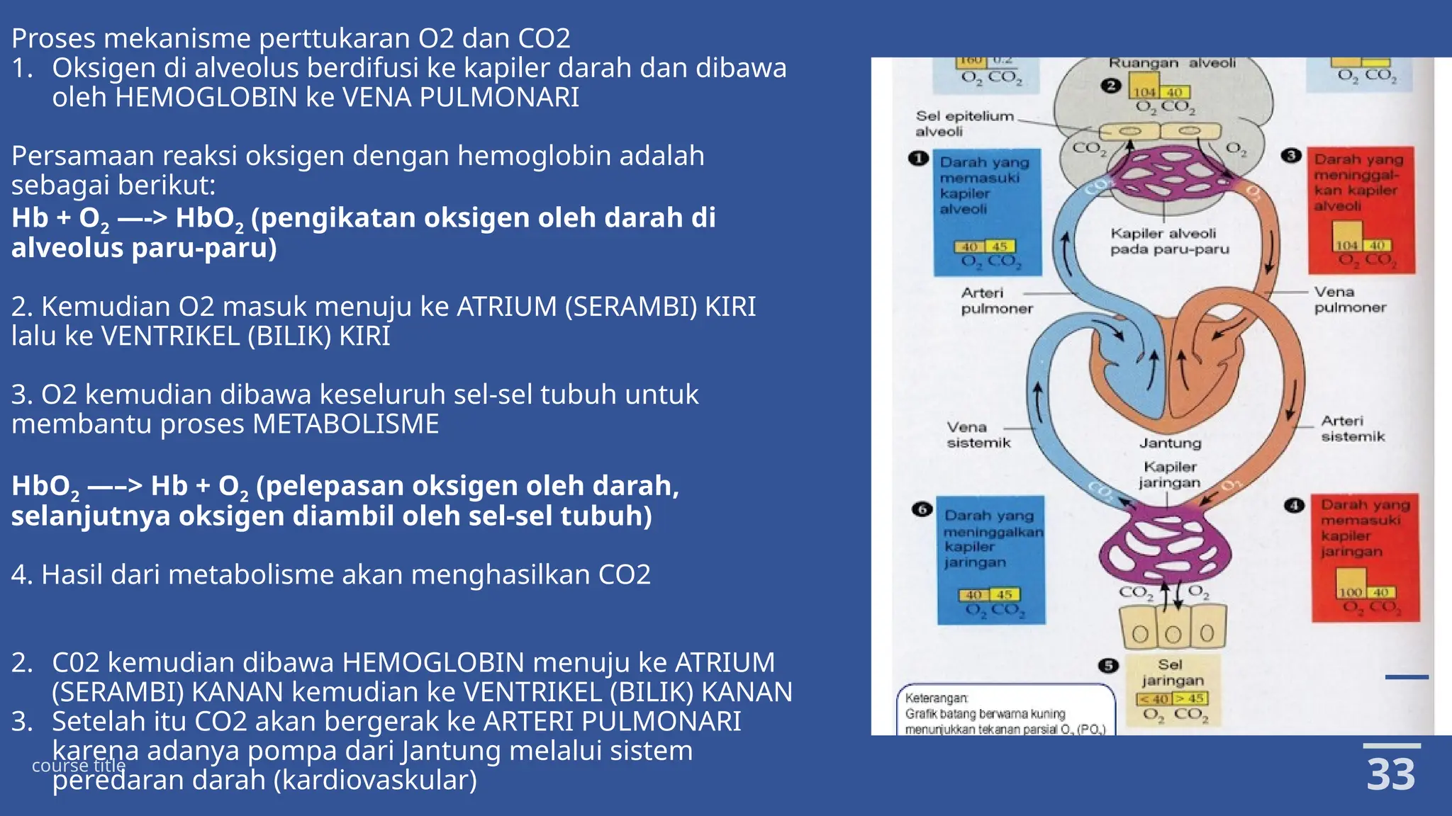 SISTEM PERNAFASAN KELAS 11 SMA KURIKULUM MERDEKA.pptx