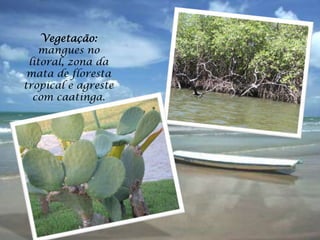 Vegetação:
   mangues no
 litoral, zona da
 mata de floresta
tropical e agreste
  com caatinga.
 