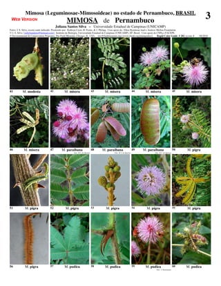 Mimosa (Leguminosae-Mimosoideae) no estado de Pernambuco, BRASIL
 WEB VERSION                                        MIMOSA de Pernambuco
                                                                                                                                                                                   3
                                          Juliana Santos Silva – Universidade Estadual de Campinas (UNICAMP)
Fotos: J. S. Silva, exceto onde indicado. Produzido por: Kathryn Corio, R. Foster, & J. Philipp. Com apoio de: Ellen Hyndman fund e Andrew Mellon Foundation
© J. S. Silva [ jullybandeira@hotmail.com], Instituto de Biologia, Universidade Estadual de Campinas (UNICAMP), SP, Brasil. Com apoio de CNPq e FACEPE.
© Environmental & Conservation Programs, The Field Museum, Chicago, IL USA. [rrc@fieldmuseum.org] [www.fmnh.org/plantguides/]              Rapid Color Guide # 282 versão 1   08/2010




41         M. modesta                42           M. misera                        43    M. misera                       44    M. misera                      45   M. misera




46           M. misera               47         M. paraibana                       48   M. paraibana                     49   M. paraibana                    50    M. pigra
                                                           foto: R.T. de Queiroz                 foto: R.T. de Queiroz                foto: R.T. de Queiroz




51            M. pigra               52            M. pigra                        53     M. pigra                       54     M. pigra                      55    M. pigra




56            M. pigra               57           M. pudica                        58    M. pudica                       59    M. pudica                      60   M. pudica
                                                                                                                                        foto: J. Nascimento
 
