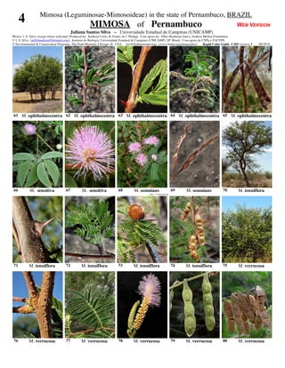 Mimosa (Leguminosae-Mimosoideae) in the state of Pernambuco, BRAZIL
      4                                                MIMOSA of Pernambuco                                                                                      WEB VERSION
                                           Juliana Santos Silva – Universidade Estadual de Campinas (UNICAMP)
Photos: J. S. Silva, except where indicated. Produced by: Kathryn Corio, R. Foster, & J. Philipp. Com apoio de: Ellen Hyndman fund e Andrew Mellon Foundation
© J. S. Silva [ jullybandeira@hotmail.com], Instituto de Biologia, Universidade Estadual de Campinas (UNICAMP), SP, Brasil. Com apoio de CNPq e FACEPE.
© Environmental & Conservation Programs, The Field Museum, Chicago, IL USA. [rrc@fieldmuseum.org] [www.fmnh.org/plantguides/]               Rapid Color Guide # 282 version 1   08/2010




 61 M. ophthalmocentra 62 M. ophthalmocentra 63 M. ophthalmocentra 64 M. ophthalmocentra 65 M. ophthalmocentra




 66         M. sensitiva              67          M. sensitiva              68         M. somnians                      69   M. somnians               70         M. tenuiflora
                                                                                                  foto: J. Nascimento




 71         M. tenuiflora             72         M. tenuiflora              73         M. tenuiflora                    74   M. tenuiflora             75         M. verrucosa




 76         M. verrucosa              77         M. verrucosa               78         M. verrucosa                     79   M. verrucosa              80         M. verrucosa
 