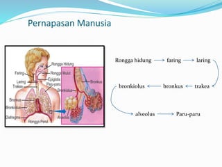 Pernapasan Manusia
Rongga hidung faring laring
trakeabronkusbronkiolus
alveolus Paru-paru
 