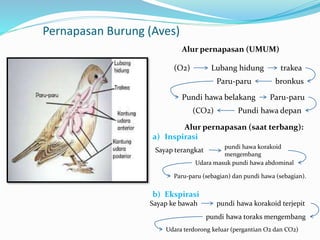 Pernapasan Burung (Aves)
Alur pernapasan (UMUM)
(O2) Lubang hidung trakea
bronkus
Paru-paruPundi hawa belakang
Paru-paru
Pundi hawa depan(CO2)
Alur pernapasan (saat terbang):
a) Inspirasi
b) Ekspirasi
Udara masuk pundi hawa abdominal
Sayap terangkat pundi hawa korakoid
mengembang
Paru-paru (sebagian) dan pundi hawa (sebagian).
Sayap ke bawah pundi hawa korakoid terjepit
pundi hawa toraks mengembang
Udara terdorong keluar (pergantian O2 dan CO2)
 
