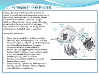 Pernapasan Ikan (Pisces)
Oksigen dalam air akan berdifusi ke dalam sel-sel
insang. Pembuluh-pembuluh darah yang sangat banyak
pada insang memungkinkan darah mengikat oksigen
dan membawanya beredar ke seluruh jaringan
tubuhnya. Dalam jaringan tubuh, oksigen dilepaskan
dan kemudian darah mengikat karbondioksida (CO2)
serta membawanya ke insang. Dari insang, karbon
dioksida keluar dari tubuh ke air secara difusi.
Insang ikan terdiri atas :
1. Tutup insang (operkulum) terdapat pada ikan
bertulang sejati, sedangkan pada ikan bertulang
rawan, insang tidak tertutup. Operkulum berfungsi
melindungi bagian kepala dan mengatur
mekanisme aliran air sewaktu bernafas.
2. Selaput tipis di pinggiran operkulum (membran
brankiostega), berfungsi sebagai klep/katup pada
waktu air masuk ke dalam rongga mulut.
3. Lengkung insang (arkus brankialis)
4. Lembaran (filamen) insang (holobrankialis),
berwarna kemerahan
5. Saringan insang (tapis insang), berfungsi untuk
menjaga agar tak ada benda-benda asing yang
masuk ke dalam rongga insang.
 
