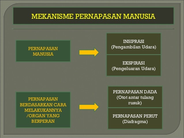 Pernapasan Manusia