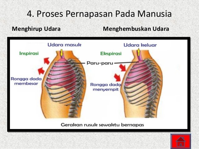 Pernapasan Pada Manusia Pernapasan Pada Manusia