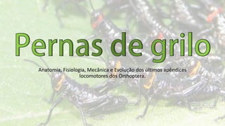 Anatomia, Fisiologia, Mecânica e Evolução dos últimos apêndices
locomotores dos Orthoptera.
 