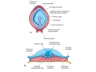 Comprehensive Overview of Human Embryonic Development Stages and ...