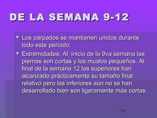 11
 Los párpados se mantienen unidos duranteLos párpados se mantienen unidos durante
todo este período.todo este período.
 Extremidades: Al inicio de la 9va semana lasExtremidades: Al inicio de la 9va semana las
piernas son cortas y los muslos pequeños. Alpiernas son cortas y los muslos pequeños. Al
final de la semana 12 las superiores hanfinal de la semana 12 las superiores han
alcanzado prácticamente su tamaño finalalcanzado prácticamente su tamaño final
relativo pero las inferiores aún no se hanrelativo pero las inferiores aún no se han
desarrollado bien son ligeramente más cortas.desarrollado bien son ligeramente más cortas.
DE LA SEMANA 9-12DE LA SEMANA 9-12
 